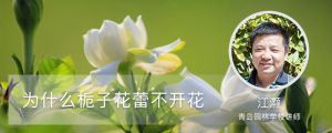 为什么栀子花蕾不开花