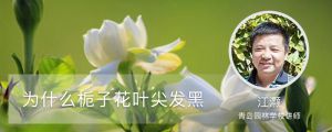 为什么栀子花叶尖发黑