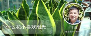 什么花不喜欢阳光