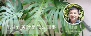 龟背竹黄叶是怎么回事，茎发黑是烂根吗
