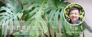 龟背竹黄叶怎么办，怎么剪