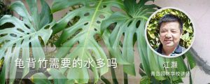 龟背竹需要的水多吗，长得快吗