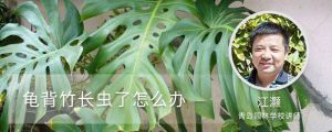 龟背竹长虫了怎么办