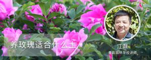 养玫瑰适合什么土，适合室内养吗