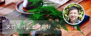 文竹用什么土养最好