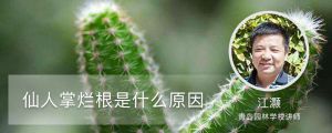 仙人掌烂根是什么原因