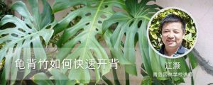 龟背竹如何快速开背，怎么开背