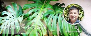 龟背竹烂根怎么办