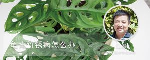 龟背竹锈病怎么办