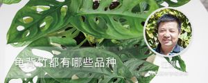 龟背竹都有哪些品种
