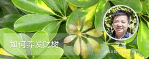 如何养发财树