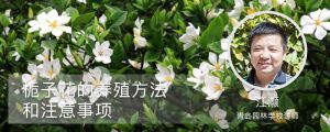 栀子花的养殖方法和注意事项