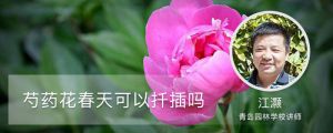 芍药花春天可以扦插吗