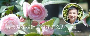 春天茶花掉叶子掉花怎么办