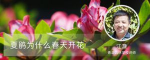 夏鹃为什么春天开花