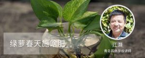 绿萝春天施啥肥