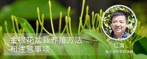 金银花盆栽养殖方法和注意事项
