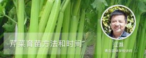 芹菜育苗方法和时间