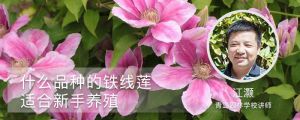 什么品种的铁线莲适合新手养殖
