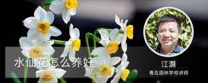 水仙花怎么养好