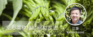 空心菜种植时间和方法