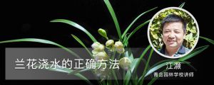 兰花浇水的正确方法