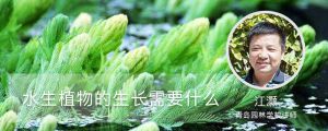 水生植物的生长需要什么