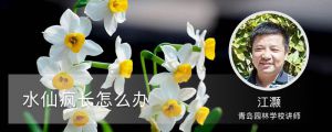 水仙疯长怎么办