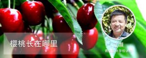 樱桃长在哪里