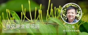 银花是金银花吗