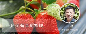 一月份有草莓摘吗