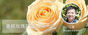 香槟玫瑰花语19朵是什么