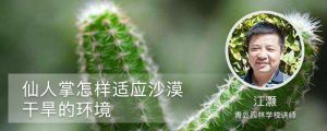 仙人掌怎样适应沙漠干旱的环境