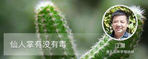 仙人掌有没有毒