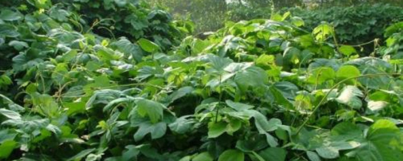 粉葛种植时间及管理,当年可以采挖吗 粉葛种植时间及管理,当年可以采挖吗