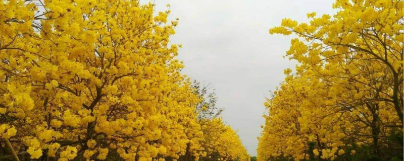 黄花风铃花语 黄花风铃花语