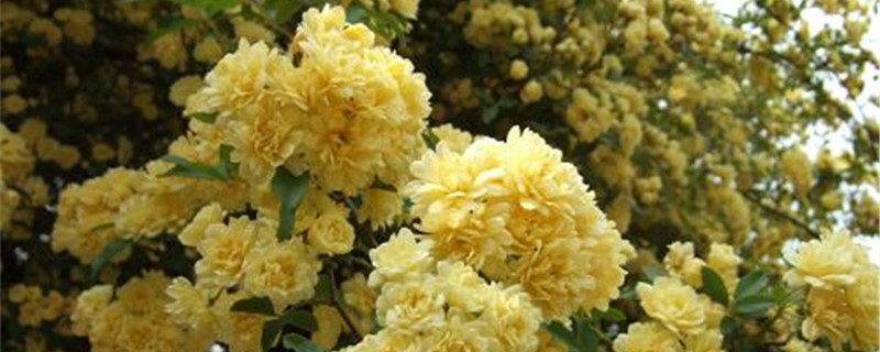 黄木香怎么养,黄木香可以阳台盆栽吗 黄木香怎么养,黄木香可以阳台盆栽吗