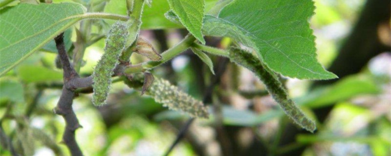 狗棒槌是什么植物,该怎么养? 狗棒槌是什么植物,该怎么养?