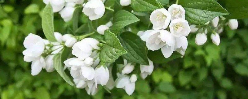 茉莉室外过冬行吗 茉莉室外过冬行吗