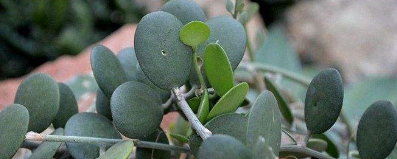 碧雷鼓开花吗 碧雷鼓开花吗