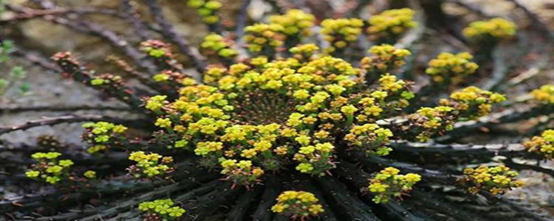 孔雀球浇水方法 孔雀球浇水方法