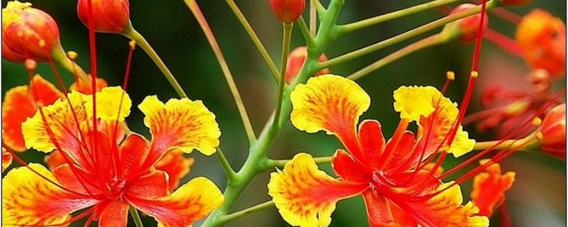 凤凰花的养殖方法和注意事项 凤凰花的养殖方法和注意事项