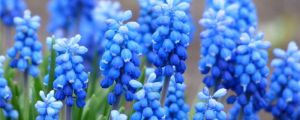 风信子花谢后怎么处理，能复花吗