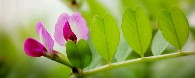 巢菜的养殖方法和注意事项 巢菜的养殖方法和注意事项