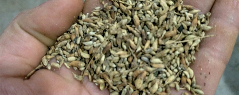 槐米的养殖方法和注意事项 槐米的养殖方法和注意事项