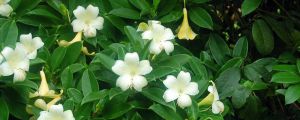 盆栽茉莉花的养殖方法