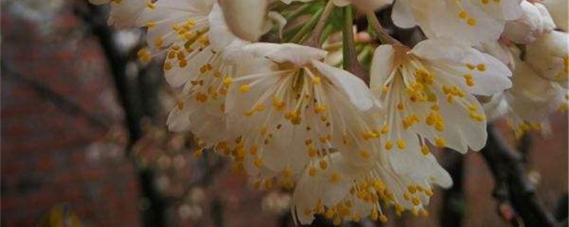 李花的养殖方法 李花的养殖方法