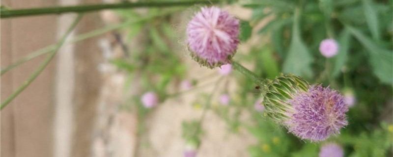 泥胡菜的养殖方法 泥胡菜的养殖方法