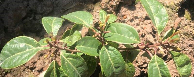 牛耳枫的养殖方法 牛耳枫的养殖方法