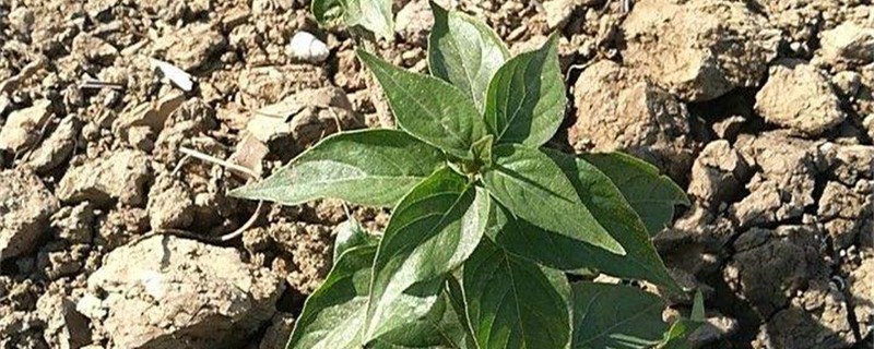 狗肝菜的养殖方法 狗肝菜的养殖方法